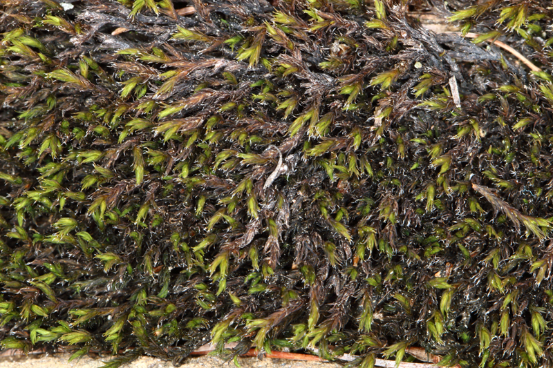 Schistidium papillosum